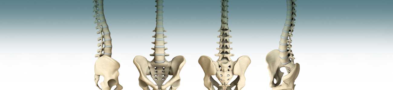 Read more about the article Which Organs Are Extra?