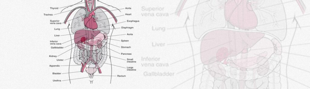 No extra parts in human body: You need every organ at 100% for a 100% health