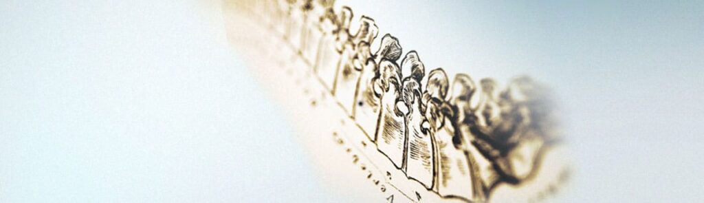 The spine is made of small independent bones that needs support and balance for proper function