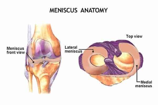 top view on meniscus anatomy