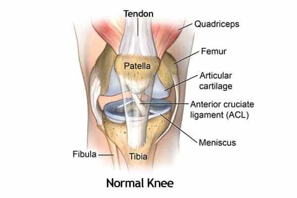 Knee joint & supporting ligaments