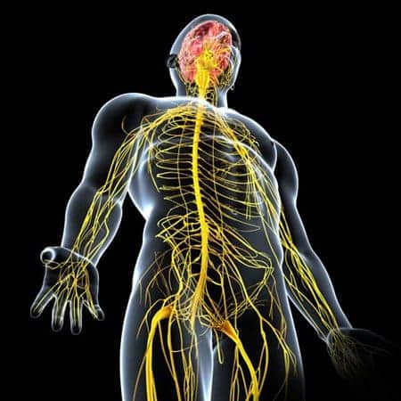 A 3D model of a transparent human body that shows the nervous system and how it affects the body since it is connected to every part of the human body.