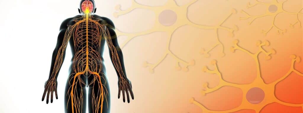 Illustration of the human peripheral nervous system