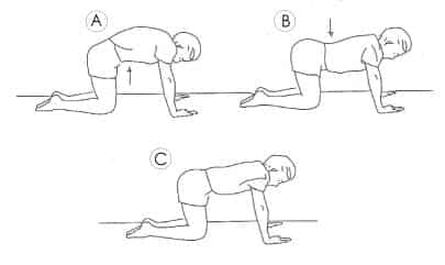 cat and camel back exercise sheet