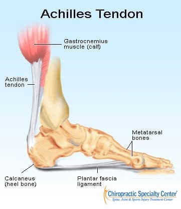 achilles tendon attachment to the heel