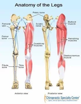 Front and back views of the legs labeling the pelvic bone, femur, tibia, fibula, femoral vein, sciatic nerve, and the quadriceps, buttock, hamstring and calf (gastrocnemius) muscles