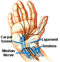 anatomy of carpal tunnel shown