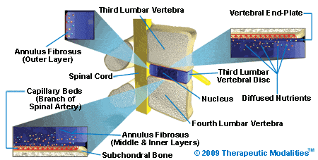 cress section side view of l4-l5 spinal segment disc, end-plate, and blood flow