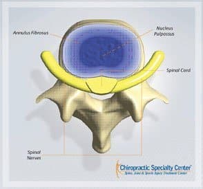 top view of spinal disc , spinal cord & spinal nerve