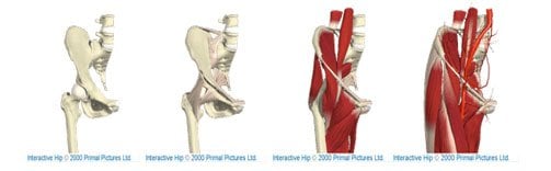 hip joint, bones and muscles