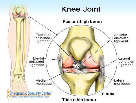 ligaments of the knee including, ACL, LCL, MCL, PCL and Knee joint