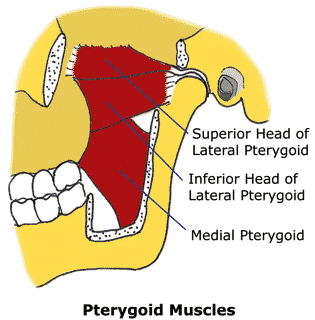 pterygoid muscles and jaw joint
