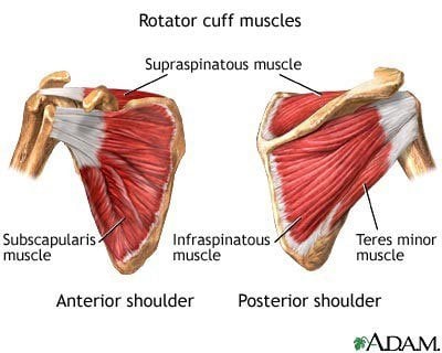 Shoulder muscles of scapula shown
