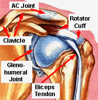 illustration of the shoulder joint