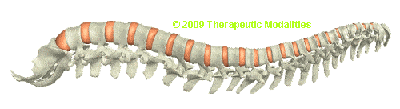 illustration of spine shown
