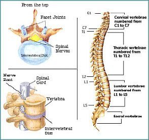 Anatomical chart of spine