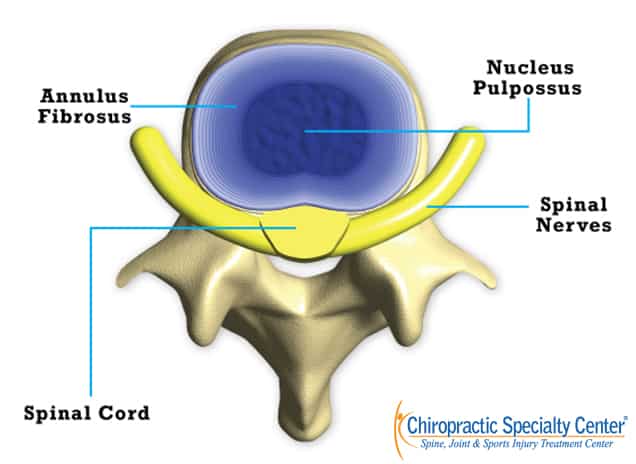 To view of spinal disc