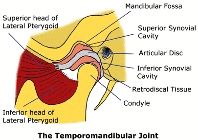 TMJ joint muscles, ligaments, articular disc and joint