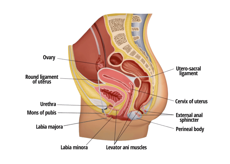 This is an illustration of the human anatomy of a woman with labels pointing to each part such as the ovary, urethra, mons of pubis, labia majora, labia minora, levator ani muscles, perineal body, external anal sphincter, cervix of uterus, ultero-sacral ligament, and round ligament of uterus which can cause pain and discomfort for women and will need to visit a professional chiropractor to help her care for this issue.