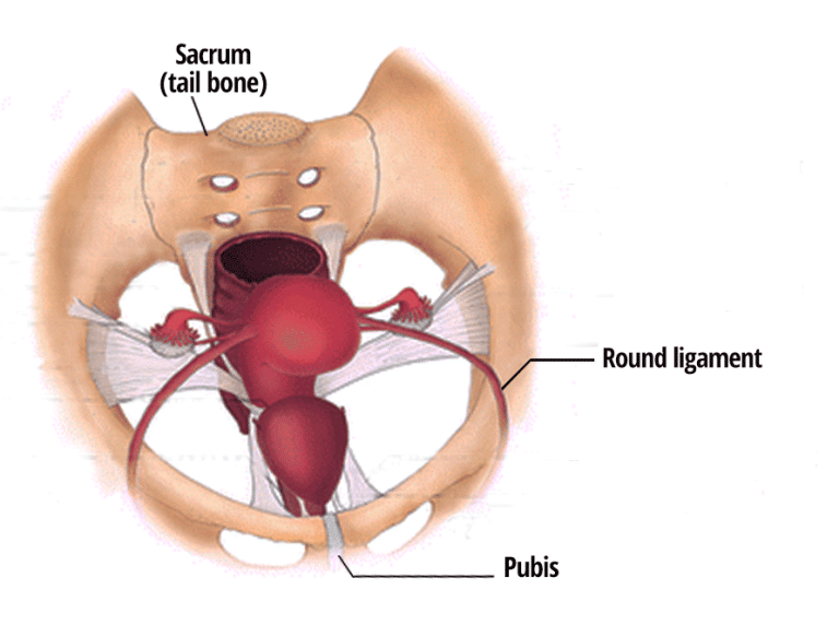 A medical illustration showing the female pelvic area and has labels pointing to the sacrum also know as the tail bone, round ligament and the pubis which are the parts in the body that can cause round ligament pain where a woman might need to visit a professional chiropractor to help her care for this issue.
