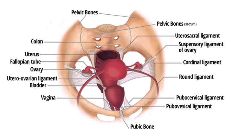 A medical illustration that shows the female pelvic area and the labels show the main parts that can cause round ligament pain that will need a professional chiropractor that can help care for this type of issue.