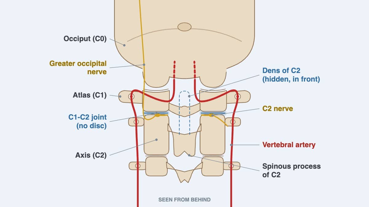 Read more about the article C1-C2 Nerve & Misalignment Symptoms: Causes and Care