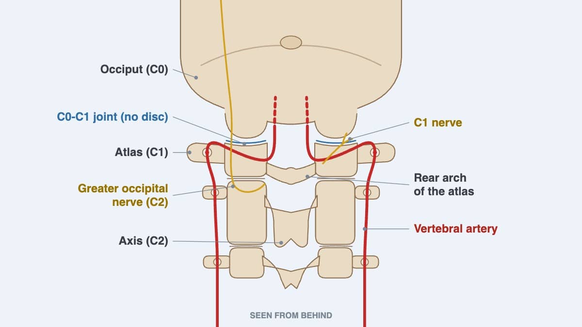 Read more about the article Occiput and Atlas (C0-C1): Anatomy, Symptoms, Adjustment